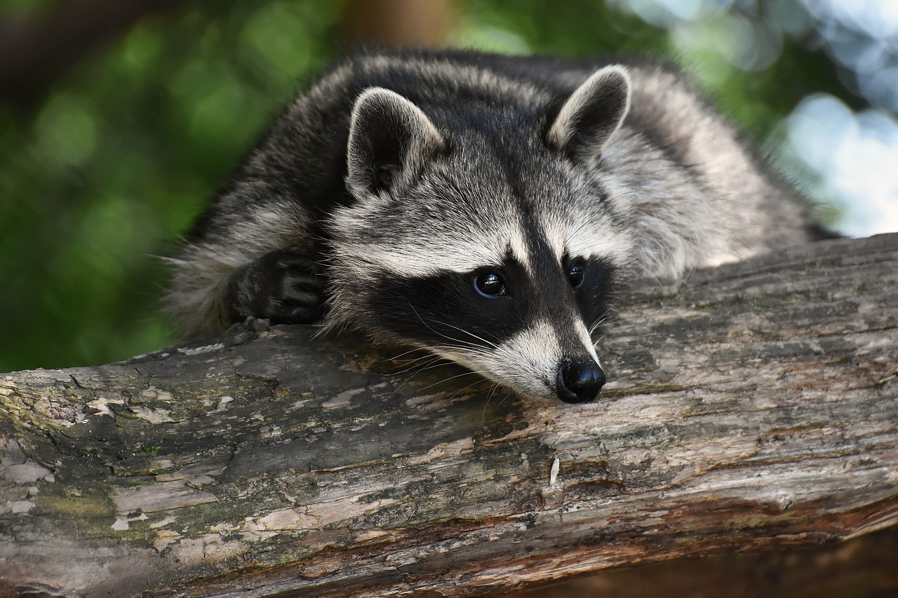 Locked Away - The Impact of Zoos on Biodiversity Conservation